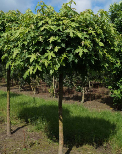 Ambrovník "Gumball" na kmienku