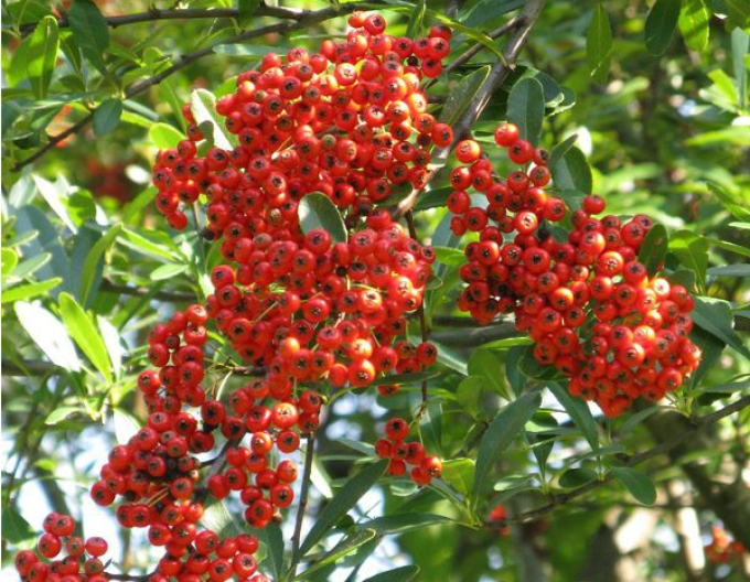 Hlohyňa "Mohave" (Pyracantha "Mohave")