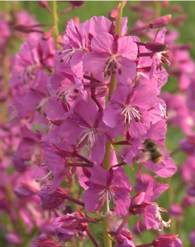 Mandľa nízka "Batsch" (Prunus tenella "Batsch")