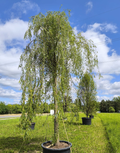 Vŕba previslá ’Pendula’