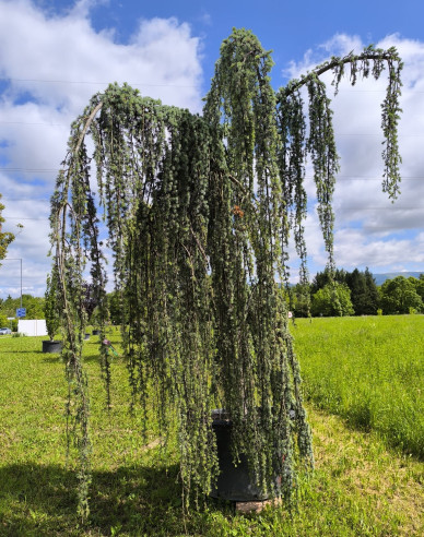 Céder atlantský ´ Glauca Pendula´