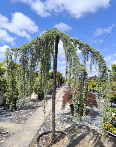 Céder atlantský ´ Glauca Pendula´