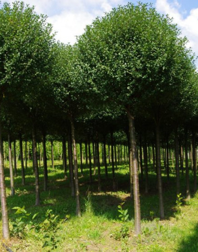 Čerešňa krovitá ´Umbraculifera´