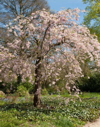 Višňa okrasná ´Pendula Rubra´