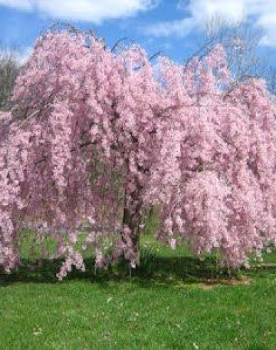 Višňa okrasná ´Pendula Rubra´ (Sakura)