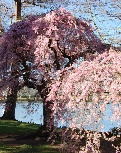Višňa okrasná ´Pendula Rubra´ (Sakura)