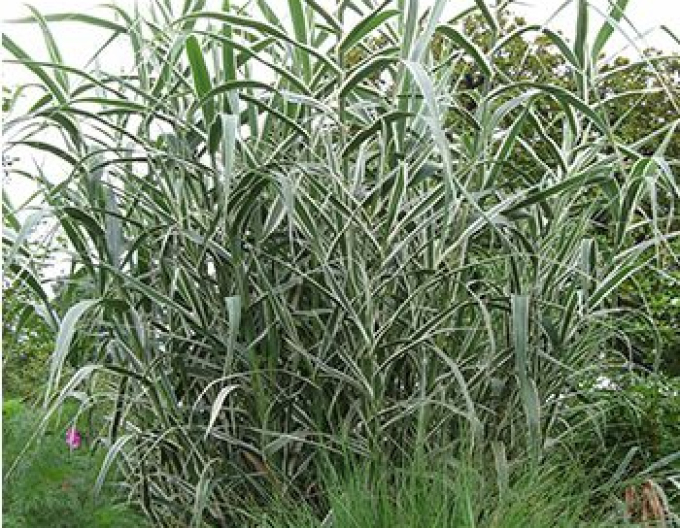 Trsteník obyčajný ’Variegata’
