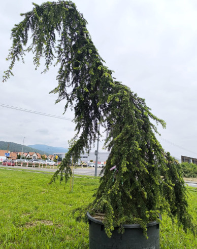 Céder himalájsky ´Pendula´