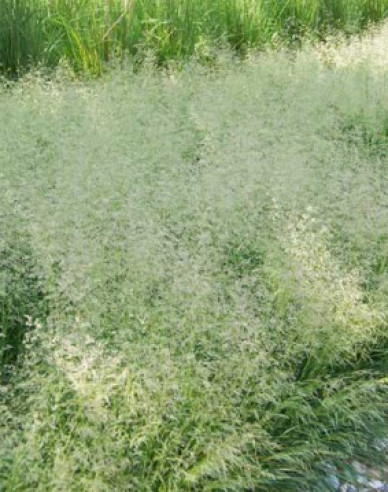 Kraslica prostredná