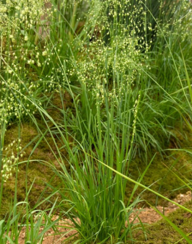 Kraslica prostredná