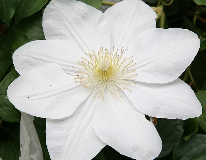 Plamienok Marie Boisselot