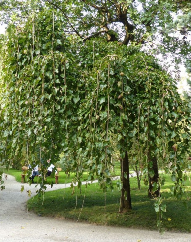 Moruša previslá, voľnok.