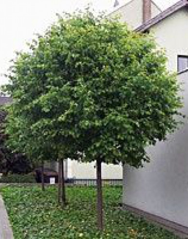 Lipa malolistá ´Green Globe´