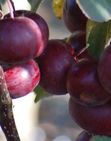 Jabloň stĺpová "Maypole" jesenná, podp. M7, kont.2l