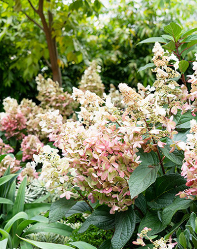 Hortenzia metlinatá ´Candlelight´