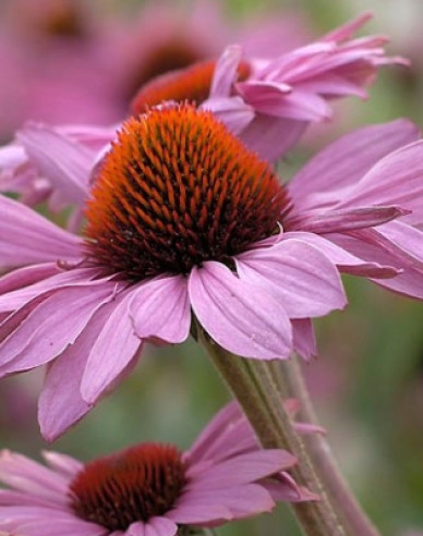 Echinacea purpurea ’Deep Rose Primadona’