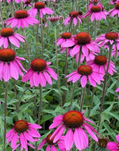 Echinacea purpurea ’Deep Rose Primadona’