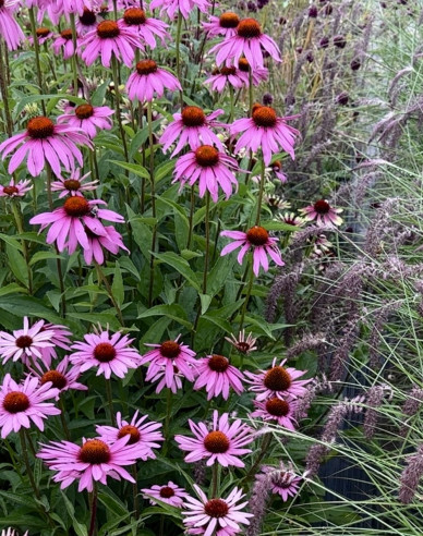 Echinacea purpurea ’Deep Rose Primadona’