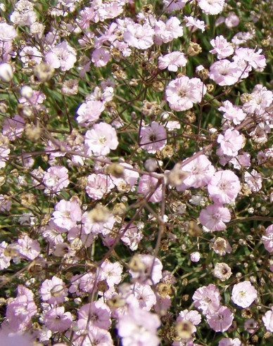 Gypsomilka plazivá ´Rosenschleier´