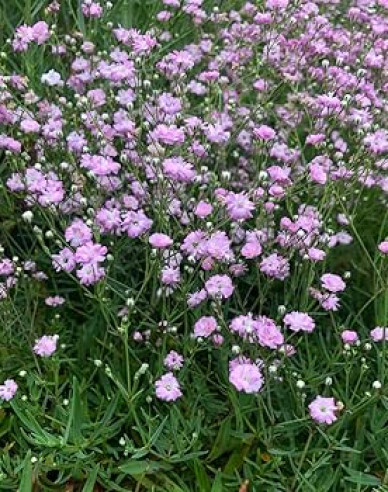 Gypsomilka plazivá ´Rosenschleier´