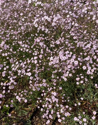 Gypsomilka plazivá ´Rosenschleier´
