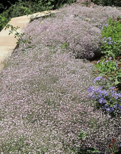 Gypsomilka plazivá ´Rosenschleier´
