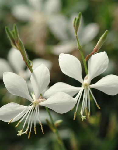 Gaura ´Ellura´