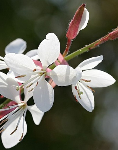 Gaura ´Ellura´
