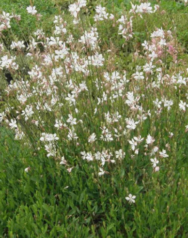 Gaura ´Ellura´