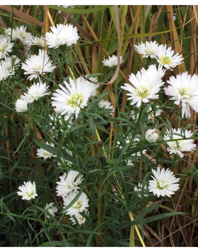 Astra ’Monte Cassino’