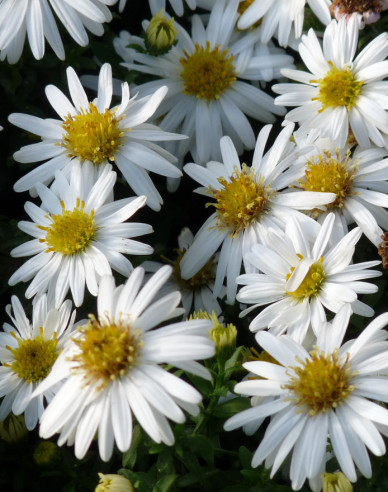 Astra ’Monte Cassino’
