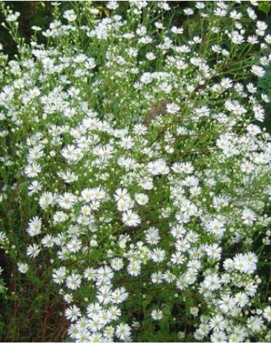 Astra ’Monte Cassino’