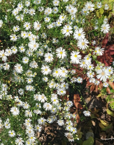 Astra ’Monte Cassino’