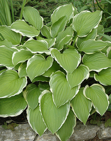 Hosta  ´Sugar and Cream´