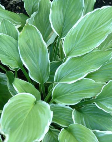 Hosta  ´Sugar and Cream´
