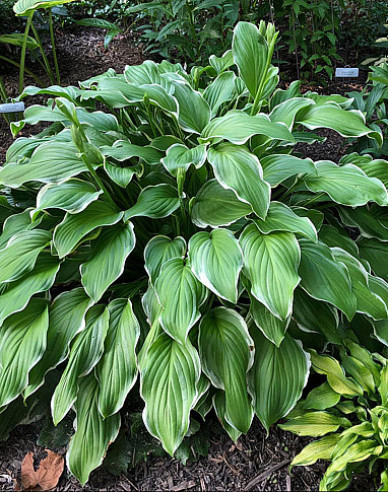 Hosta  ´Sugar and Cream´