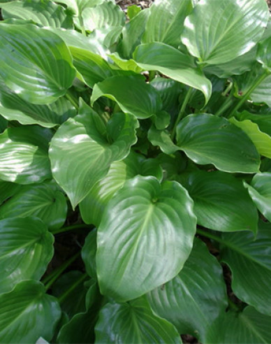 Hosta  ´Invincible´