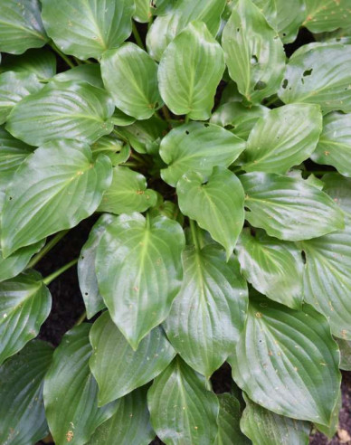 Hosta  ´Invincible´