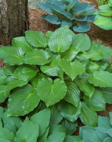 Hosta  ´Invincible´
