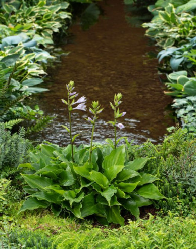 Hosta  ´Invincible´