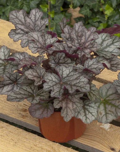 Heuchera  ´World Caffe Correto´