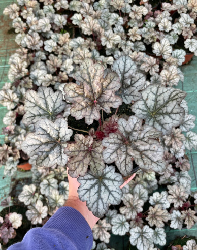 Heuchera  ´World Caffe Correto´