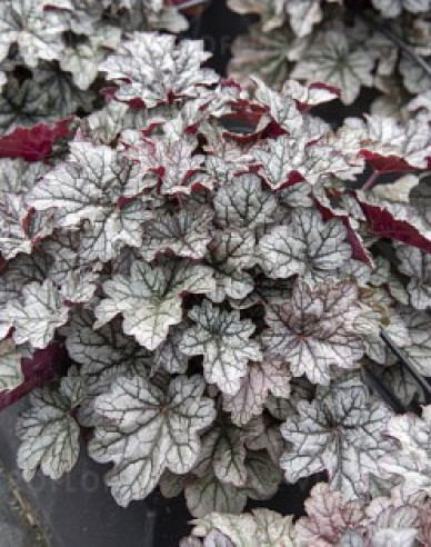 Heuchera  ´World Caffe Correto´