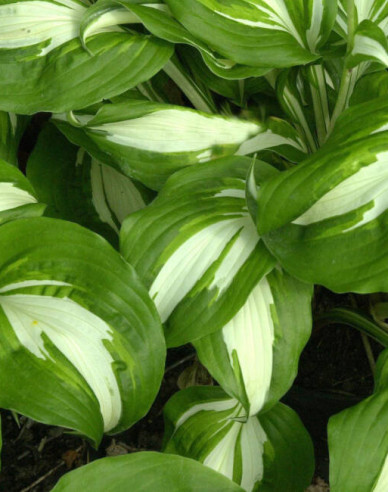 Hosta  ’Univittata’