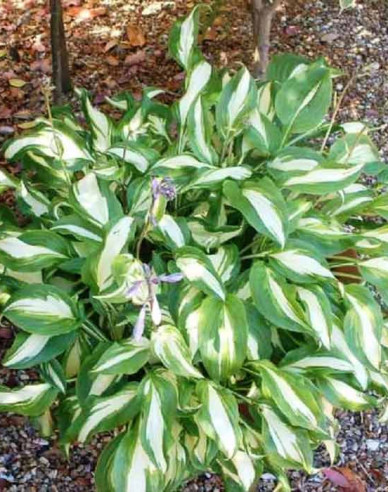 Hosta  ’Univittata’