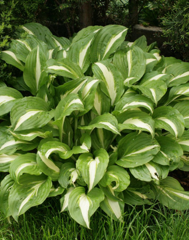 Hosta  ’Univittata’