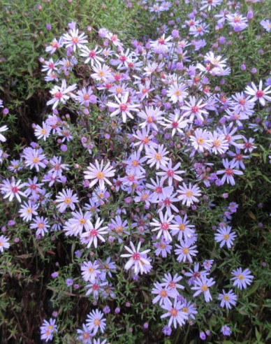 Astra ’Little Carlow’