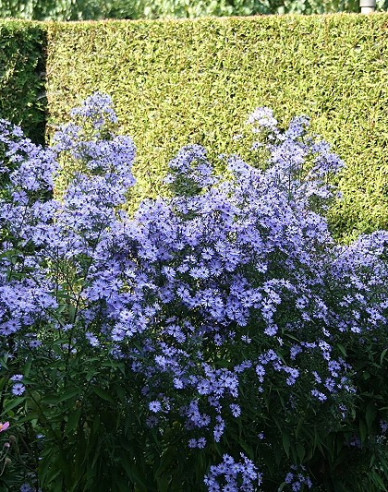 Astra ’Little Carlow’