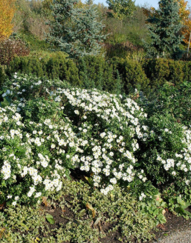 Astra ’Ashvi’