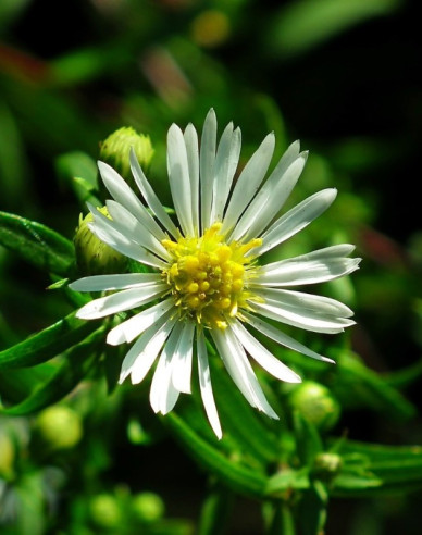 Astra ’Ashvi’